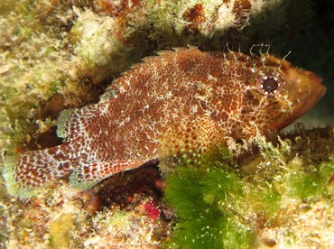 Reef Scorpionfish - Scorpaenodes caribbaeus - Cozumel, Mexico