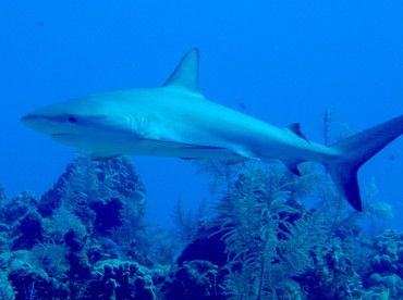 Caribbean Reef Shark - Carcharhinus perezii - Turks and Caicos