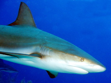 Caribbean Reef Shark - Carcharhinus perezii - Nassau, Bahamas