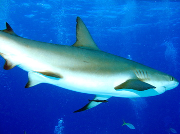 Caribbean Reef Shark - Carcharhinus perezii - Nassau, Bahamas