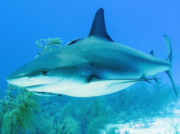 Caribbean Reef Shark - Carcharhinus perezii - Nassau, Bahamas