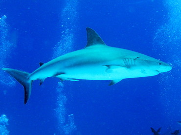 Caribbean Reef Shark - Carcharhinus perezii - Nassau, Bahamas