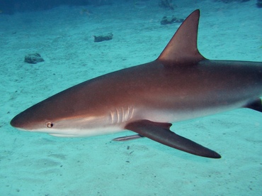 Caribbean Reef Shark - Carcharhinus perezii - Nassau, Bahamas