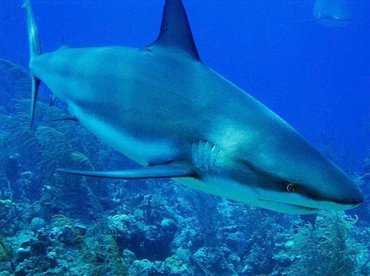 Caribbean Reef Shark - Carcharhinus perezii - Nassau, Bahamas