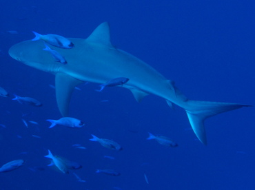 Caribbean Reef Shark - Carcharhinus perezii - Turks and Caicos