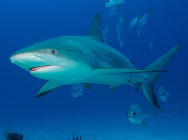 Caribbean Reef Shark - Carcharhinus perezii - Eleuthera, Bahamas