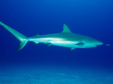 Caribbean Reef Shark - Carcharhinus perezii - Eleuthera, Bahamas