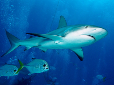 Caribbean Reef Shark - Carcharhinus perezii - Eleuthera, Bahamas