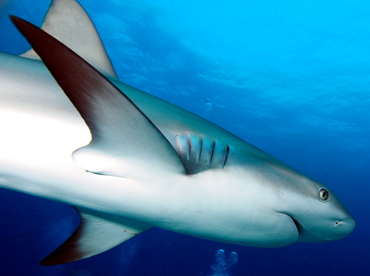 Caribbean Reef Shark - Carcharhinus perezii - Eleuthera, Bahamas