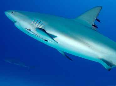 Caribbean Reef Shark - Carcharhinus perezii - Eleuthera, Bahamas