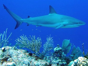 Caribbean Reef Shark - Carcharhinus perezii - Nassau, Bahamas