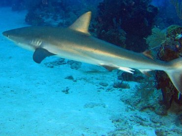 Caribbean Reef Shark - Carcharhinus perezii - Turks and Caicos