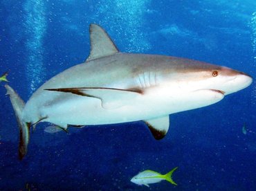 Caribbean Reef Shark - Carcharhinus perezii - Nassau, Bahamas
