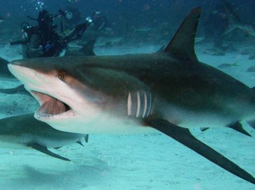 Caribbean Reef Shark - Carcharhinus perezii - Nassau, Bahamas