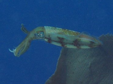 Caribbean Reef Squid - Sepioteuthis sepioidea - Roatan, Honduras
