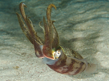 Caribbean Reef Squid - Sepioteuthis sepioidea - Belize