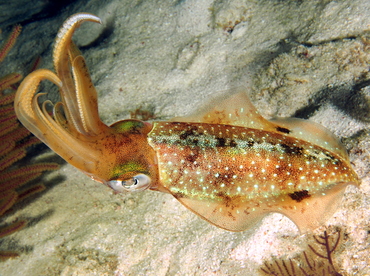 Caribbean Reef Squid - Sepioteuthis sepioidea - Belize