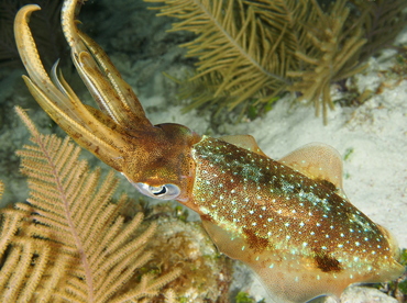 Caribbean Reef Squid - Sepioteuthis sepioidea - Belize