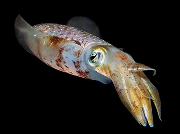 Caribbean Reef Squid - Sepioteuthis sepioidea - Palm Beach, Florida