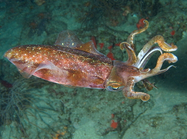 Caribbean Reef Squid - Sepioteuthis sepioidea - Palm Beach, Florida