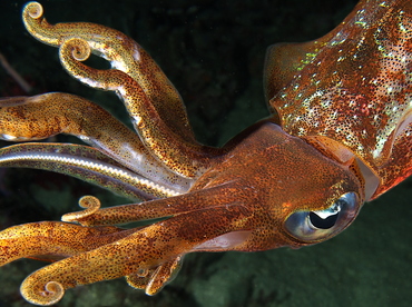 Caribbean Reef Squid - Sepioteuthis sepioidea - Palm Beach, Florida