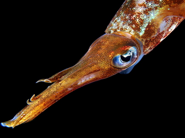 Caribbean Reef Squid - Sepioteuthis sepioidea - Palm Beach, Florida