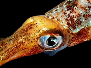 Caribbean Reef Squid - Sepioteuthis sepioidea - Palm Beach, Florida