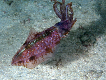 Caribbean Reef Squid - Sepioteuthis sepioidea - Palm Beach, Florida