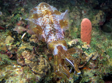 Caribbean Reef Squid - Sepioteuthis sepioidea - Palm Beach, Florida