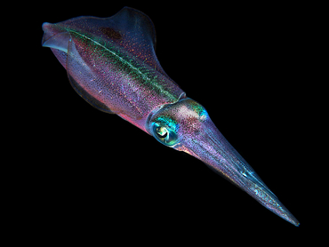 Caribbean Reef Squid - Sepioteuthis sepioidea - Cozumel, Mexico