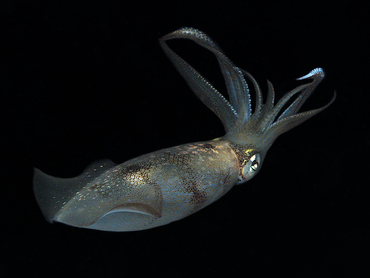 Caribbean Reef Squid - Sepioteuthis sepioidea - Blue Heron Bridge, Florida