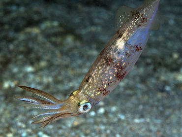 Caribbean Reef Squid - Sepioteuthis sepioidea - Blue Heron Bridge, Florida