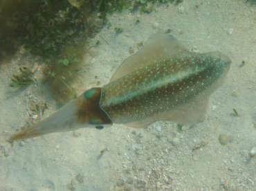 Caribbean Reef Squid - Sepioteuthis sepioidea - Turks and Caicos