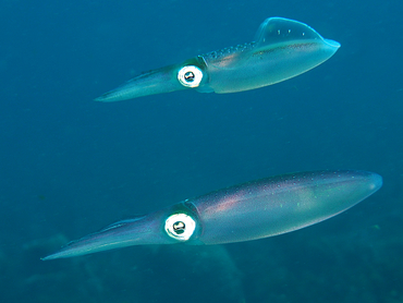 Caribbean Reef Squid - Sepioteuthis sepioidea - Palm Beach, Florida