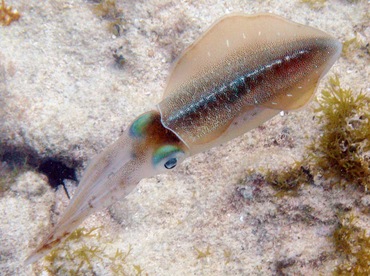 Caribbean Reef Squid - Sepioteuthis sepioidea - St Thomas, USVI