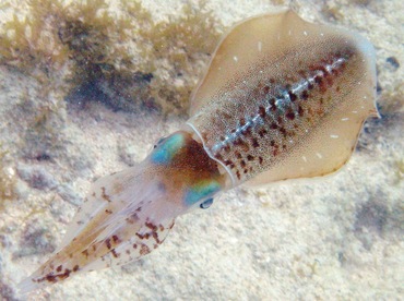 Caribbean Reef Squid - Sepioteuthis sepioidea - St Thomas, USVI