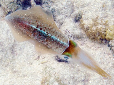 Caribbean Reef Squid - Sepioteuthis sepioidea - St Thomas, USVI