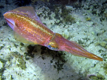 Caribbean Reef Squid - Sepioteuthis sepioidea - St John, USVI