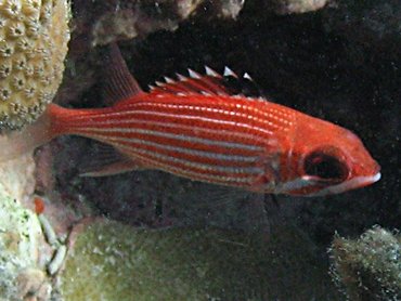 Reef Squirrelfish - Sargocentron coruscum - St John, USVI