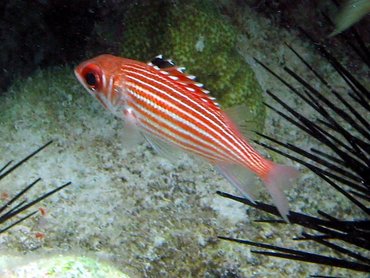 Reef Squirrelfish - Sargocentron coruscum - St John, USVI