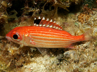 Reef Squirrelfish - Sargocentron coruscum - Eleuthera, Bahamas