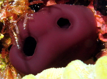 Reef Tunicate - Rhopalaea abdminalis - Nassau, Bahamas