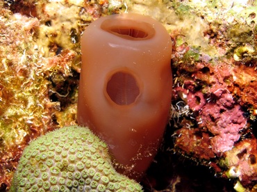 Reef Tunicate - Rhopalaea abdminalis - Bonaire