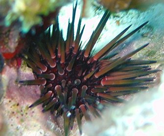 Reef Urchin - Echnometra viridis - Nassau, Bahamas