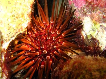 Reef Urchin - Echnometra viridis - Bonaire