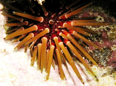 Reef Urchin - Echnometra viridis - Belize