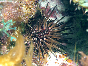 Reef Urchin - Echnometra viridis - Turks and Caicos