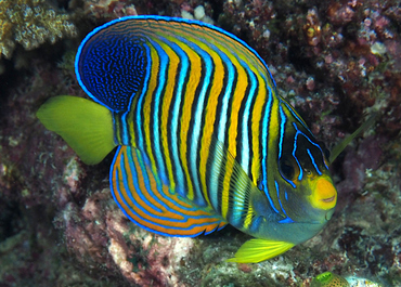 Regal Angelfish - Pygoplites diacanthus - Great Barrier Reef, Australia