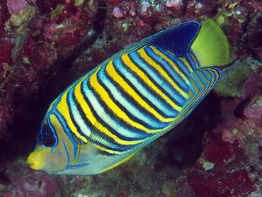 Regal Angelfish - Pygoplites diacanthus - Rangiroa, French Polynesia