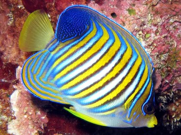 Regal Angelfish - Pygoplites diacanthus - Yap, Micronesia